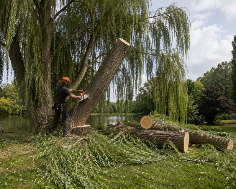 Apple Tree Removal in Pottstown, PA