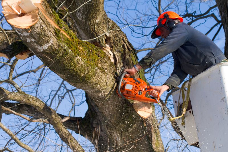 Spruce Tree Removal in Duluth, MN