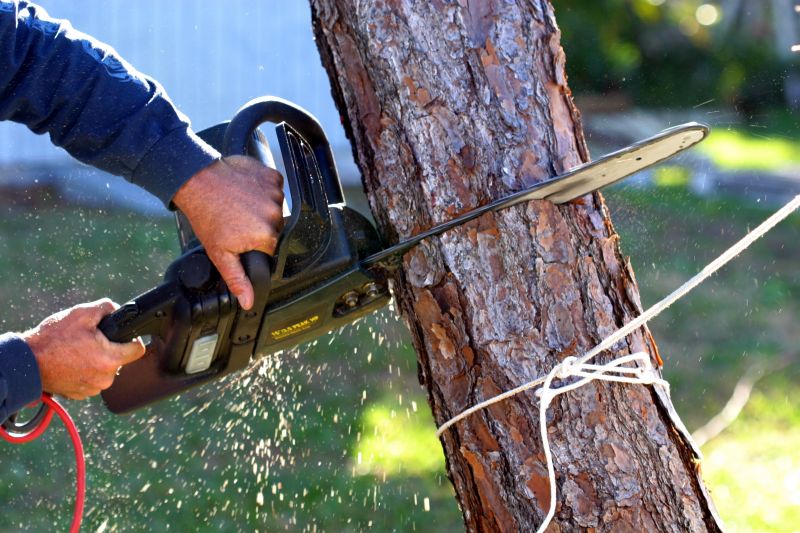 Spruce Tree Removal in Bucks County, PA