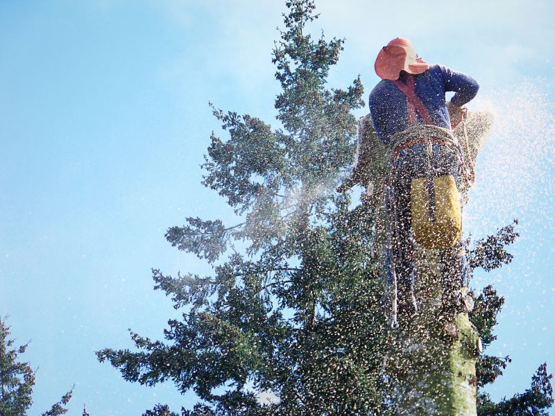 Spruce Tree Removal in Montgomery County, PA