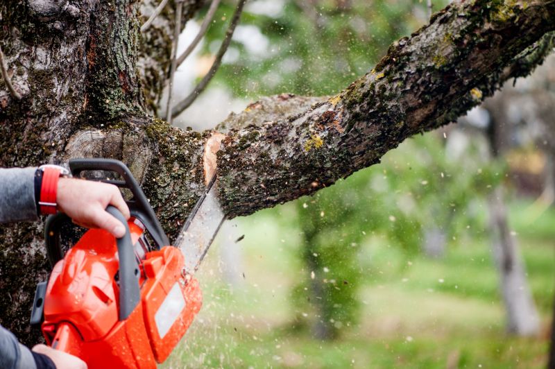 Cypress Tree Removal in Montgomery County, PA