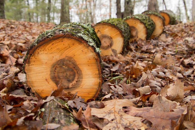 Hickory Tree Removal in Duluth, MN