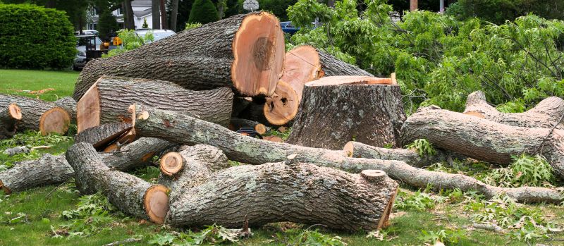 Palm Tree Removal in Montgomery County, PA
