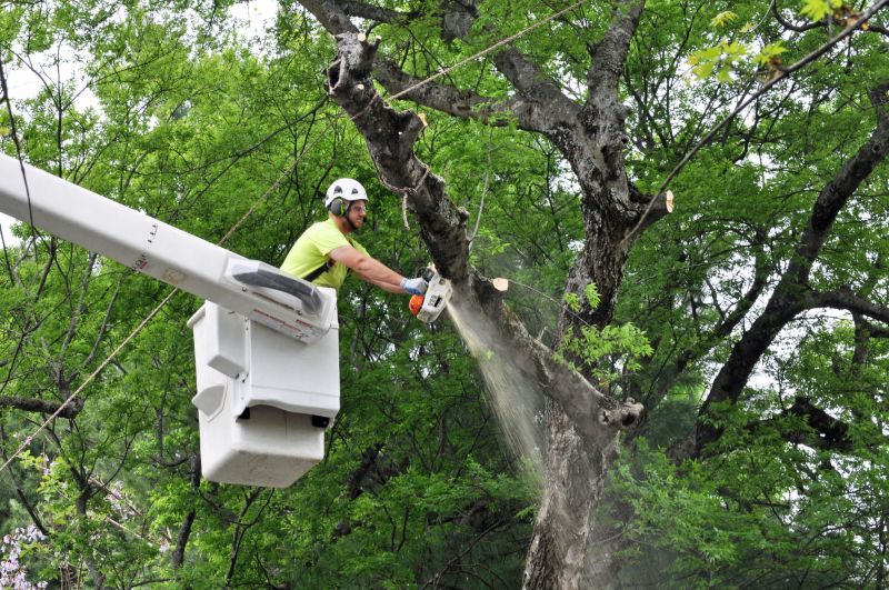 Spruce Tree Removal in Doylestown, PA