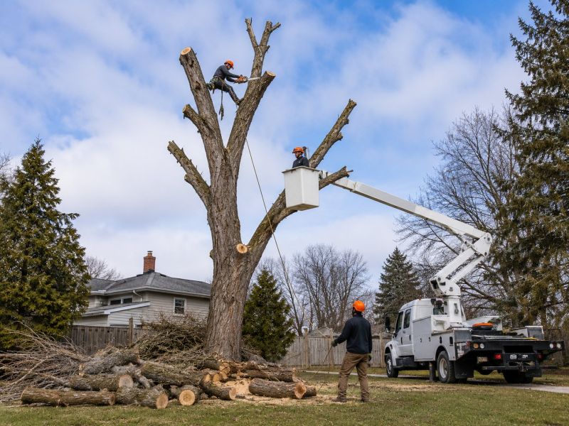 Tree Removal Service in Montgomery County, PA