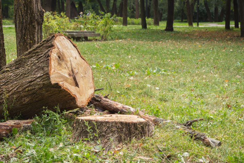 Tree Removal Service in Duluth, MN