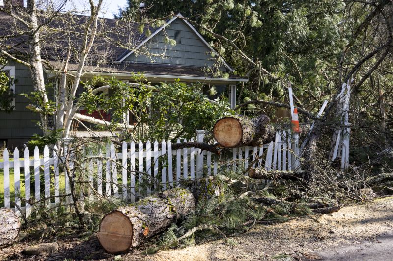 Willow Tree Removal in Duluth, MN