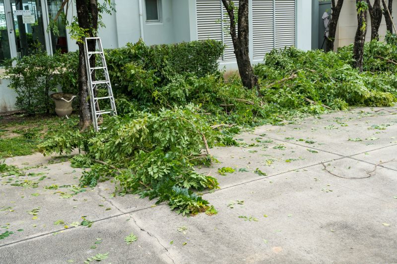 Willow Tree Removal in Montgomery County, PA
